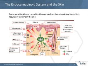 endocannabinoidsystem2